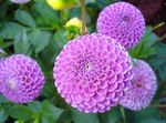 სურათი ბაღის ყვავილები Dahlia , იასამნისფერი