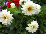 სურათი ბაღის ყვავილები Dahlia , თეთრი