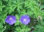 Photo les fleurs du jardin Géranium Vivace, Géranium Sauvage (Geranium), bleu ciel