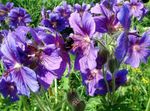 Foto Dārza Ziedi Izturīgas Ģerāniju, Savvaļas Ģerāniju (Geranium), purpurs