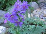 foto I fiori da giardino Geranio Hardy, Geranio Selvatico (Geranium), blu