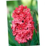 zdjęcie Ogrodowe Kwiaty Hiacynt (Hyacinthus), czerwony