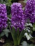 Photo les fleurs du jardin Jacinthe Dutch (Hyacinthus), pourpre