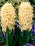 fotografie Gradina Flori Zambile Olandeză (Hyacinthus), galben