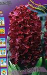 фота Садовыя Кветкі Гіяцынт (Hyacinthus), бардовы