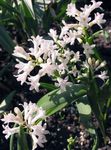 Foto Gartenblumen Hyacinthella Pallasiana , weiß