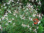 fotografie Záhradné kvety Bowmans Koreň,  (Gillenia trifoliata), biely