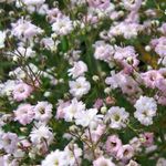 Foto Gartenblumen Schleierkraut (Gypsophila paniculata), rosa