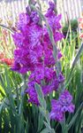 Фото Садовые Цветы Гладиолус (Шпажник) (Gladiolus), сиреневый