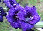 fotografija Vrtno Cvetje Gladiole (Gladiolus), modra