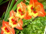 fotografija Vrtno Cvetje Gladiole (Gladiolus), oranžna