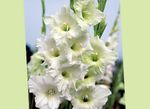 фотографија Баштенске Цветови Гладиола (Gladiolus), бео