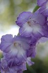 Foto Gartenblumen Gladiole (Gladiolus), hellblau