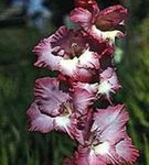 fotografie Záhradné kvety Mečík (Gladiolus), vínny