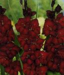 Фото Садовые Цветы Гладиолус (Шпажник) (Gladiolus), бордовый