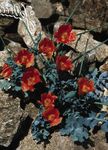 Bilde Hage blomster Sjø Poppy, Horned Poppy (Glaucium), rød