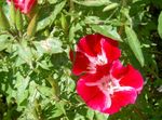 Photo bláthanna gairdín Atlasflower, -Slán-Go Earrach, Godetia , dearg