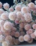Photo Garden Flowers Globe Amaranth (Gomphrena globosa), pink