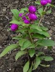 照 园林花卉 千日红 (Gomphrena globosa), 紫