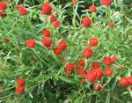 zdjęcie Ogrodowe Kwiaty Gomphrena (Gomphrena globosa), czerwony