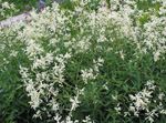 fotografie Zahradní květiny Obří Fleeceflower, Bílý Fleece Květ, Bílý Drak (Polygonum alpinum, Persicaria polymorpha), bílá