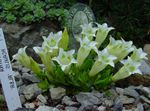 fotografie Zahradní květiny Hořce, Tolitovitý (Gentiana), bílá