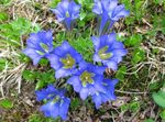 fotografie Zahradní květiny Hořce, Tolitovitý (Gentiana), světle modrá
