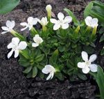 フォト 庭の花 リンドウ、ヤナギリンドウ (Gentiana), ホワイト