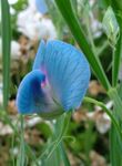 Nuotrauka Sodo Gėlės Kvapusis Pelėžirnis (Lathyrus odoratus), šviesiai mėlynas