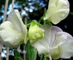 Photo bláthanna gairdín Pea Milis (Lathyrus odoratus), bán