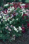 სურათი ბაღის ყვავილები ტკბილი ბარდა (Lathyrus odoratus), თეთრი