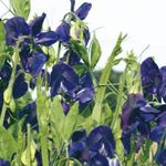 Foto Dārza Ziedi Saldie Zirņi (Lathyrus odoratus), zils