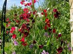 foto I fiori da giardino Pisello Odoroso (Lathyrus odoratus), vinoso