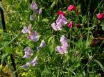 foto Tuin Bloemen Pronkerwt (Lathyrus odoratus), lila