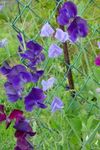 fotografie Gradina Flori Mazare Dulce (Lathyrus odoratus), violet