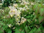 fotografija Vrtno Cvetje Longspur Epimedium, Barrenwort , bela