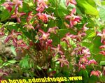 снимка Градински цветове Longspur Epimedium, Barrenwort , червен