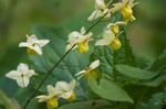 フォト 庭の花 ツメナガホオジロイカリソウ、メギ科イカリソウ属の植物 (Epimedium), 黄