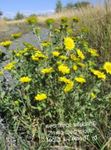 Photo Garden Flowers Curly Cup Gumweed (Grindelia squarrosa), white