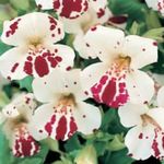 Фото Садовые Цветы Губастик гибридный (Мимулюс) (Mimulus), белый
