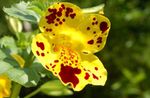 Foto Mērkaķis Zieds (Mimulus), dzeltens
