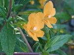 Foto Flores de jardín Monkeyflower Pegajosa (Mimulus aurantiacus), naranja