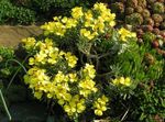 Foto Flores de jardín Degenia , amarillo