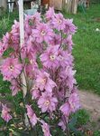 Photo Garden Flowers Delphinium , pink