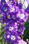 Foto Dārza Ziedi Delphinium , purpurs