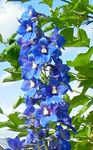 Fil Trädgårdsblommor Riddarsporre (Delphinium), blå