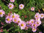 フォト 庭の花 Dendranthema , ピンク