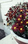 フォト 庭の花 Dendranthema , ブルゴーニュ