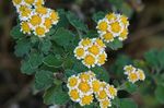 Photo les fleurs du jardin Dendranthema , jaune