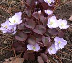 mynd garður blóm Twinleaf (Jeffersonia dubia), lilac